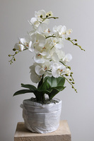 Refila Saute, wysokiej jakości storczyk do Twojej donicy, wys.60cm