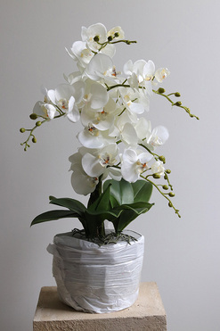 Refila Saute, wysokiej jakości storczyk do Twojej donicy, wys.60cm