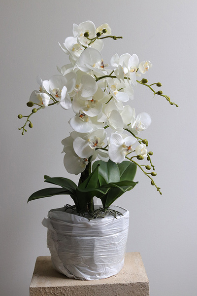 Refila Saute, wysokiej jakości storczyk do Twojej donicy, wys.60cm