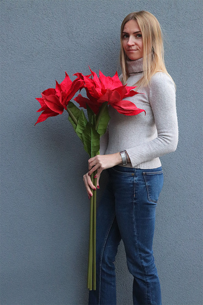 Czerwona Gwiazda Betlejemska, świąteczny kwiat poinsecji