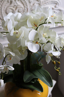 Słońce, sztuczny storczyk w żółtym naczyniu