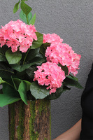 Pink Hortensja w Mchu, kompozycja kwiatowa w pniu