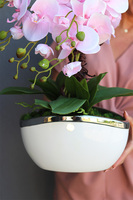 Pink Gelia 2, gumowy storczyk w donicy