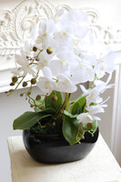 Blackino New, storczyk w czarnej donicy