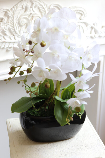 Blackino New, storczyk w czarnej donicy