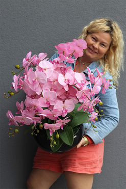 Pudrove Piano, różowy storczyk w czarnej misie, wys.60cm