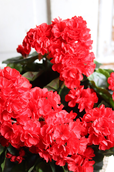 kompozycja kwiatowa, Pelargonie Eduardo Gold, wys.37cm 