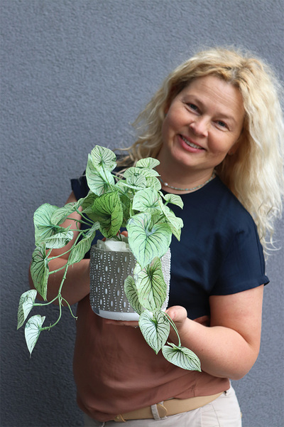 Caladium Candidium, roślina doniczkowa w osłonce	
