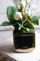 Gold Terra, elegancki storczyk w ceramicznej donicy, wys.54cm