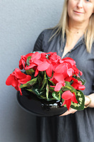 Cyklamen Piano, kompozycja kwiatowa w misie