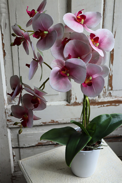 Nemisto Round, różowy gumowy storczyk w białej donicy, wys.66cm