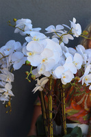 Goldina Terra, storczyk w donicy na trójnogu