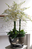 Helissa Lucky, gumowy storczyk w lustrzanej donicy z podstawką