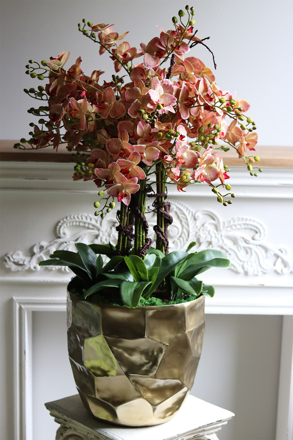 Castellamare Deluxe Gold, gumowy storczyk