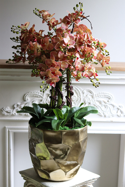 Castellamare Deluxe Gold, gumowy storczyk