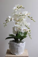 Refila Saute, wysokiej jakości storczyk do Twojej donicy, wys.60cm