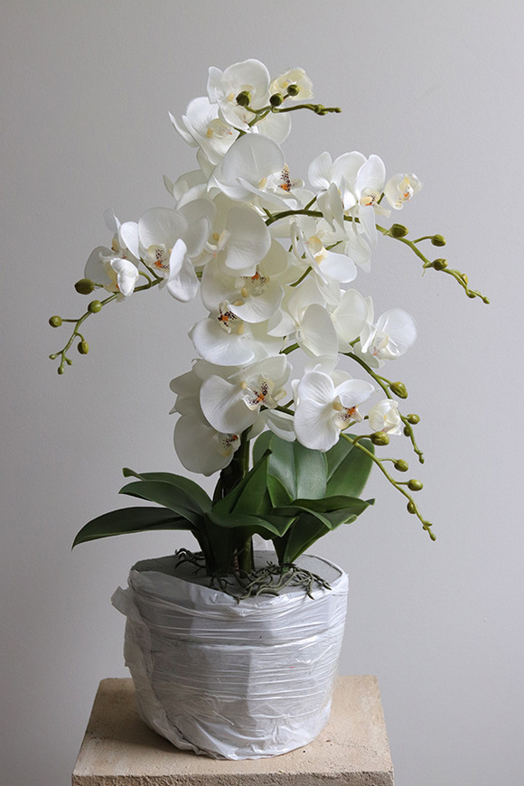 Refila Saute, wysokiej jakości storczyk do Twojej donicy, wys.60cm