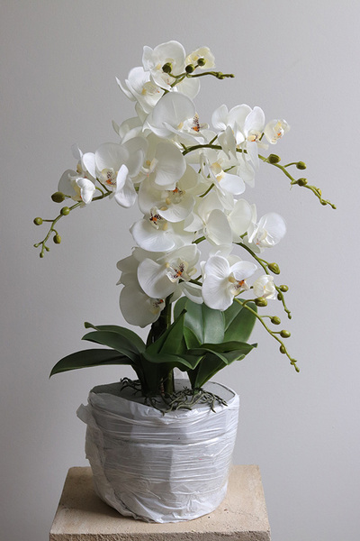 Refila Saute, wysokiej jakości storczyk do Twojej donicy, wys.60cm