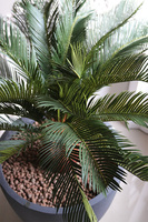 Cykas Concrete, sztuczna roślina w betonowej donicy