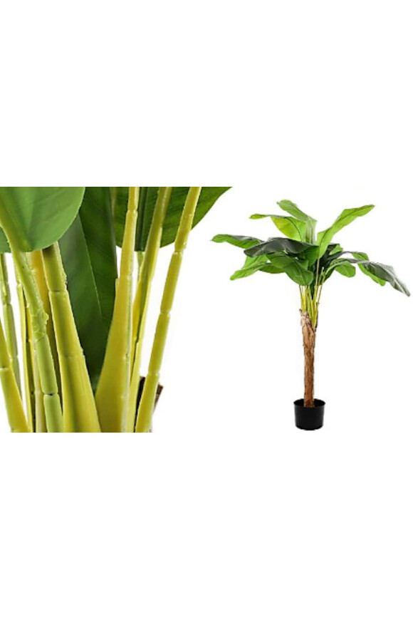 Bananowiec Kongo, sztuczne drzewko w osłonce donicy