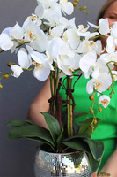 storczyk w mozaikowej kuli, Explosion Mirrors