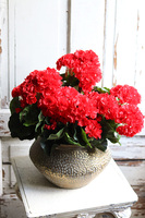kompozycja kwiatowa, Pelargonie Eduardo Gold, wys.37cm 