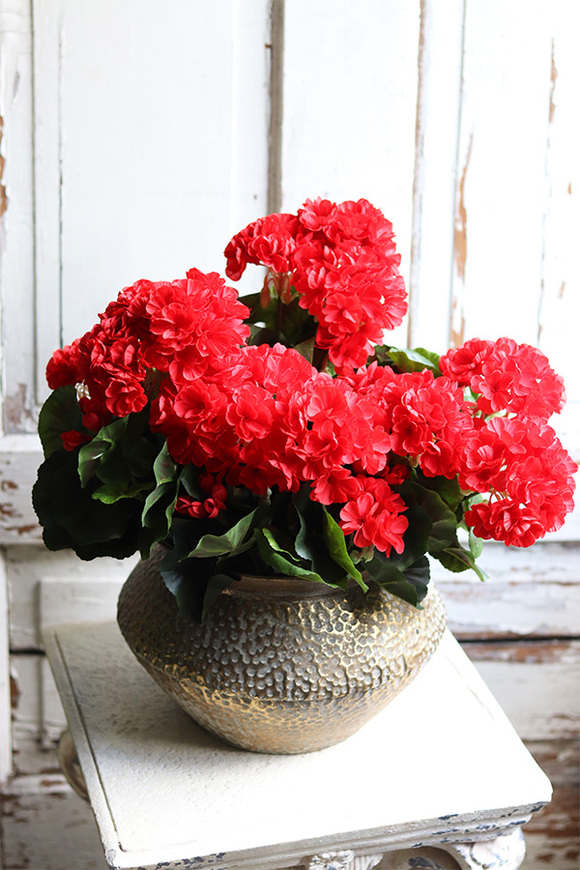 kompozycja kwiatowa, Pelargonie Eduardo Gold, wys.37cm 