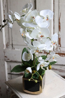 Gold Terra, elegancki storczyk w ceramicznej donicy, wys.54cm