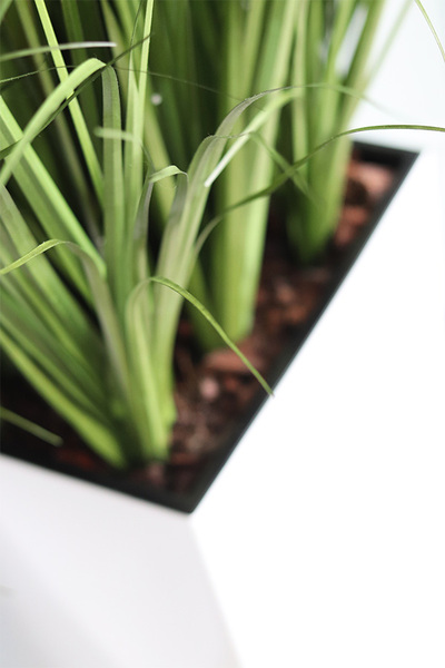 Heristo, kompozycja z traw pampasowych w białej donicy, wys.135cm