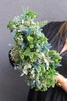 Antylla Marino Shell 2, kompozycja sukulenty w muszli