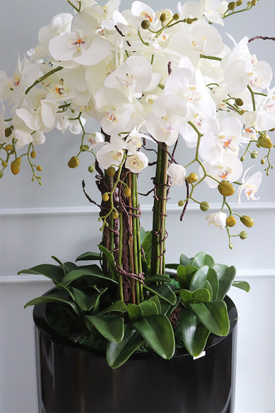 Big Fiberglass Grande Black, duży storczyk w czarnej donicy, wys.155cm 