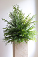 Areca Palma Saute, kompozycja z liści palmowych