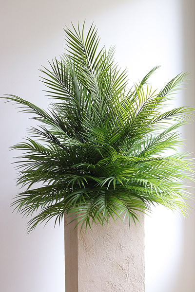 Areca Palma Saute, kompozycja z liści palmowych