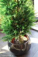 Cyprys Ares Black, sztuczna roślina w doniczce