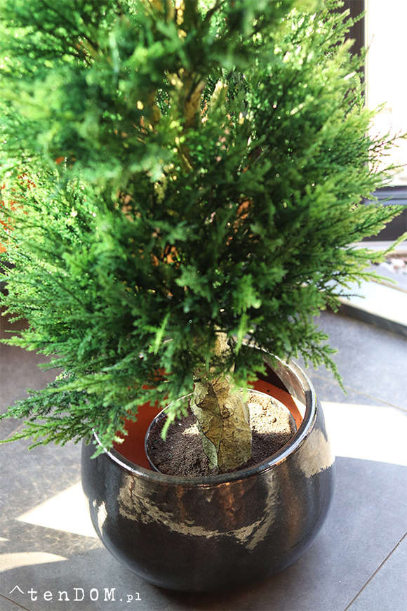 Cyprys Ares Black, sztuczna roślina w doniczce