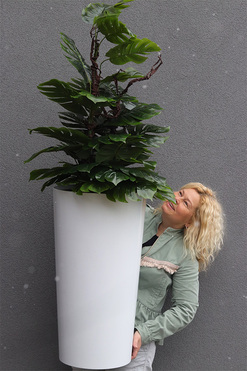 drzewko sztuczne Monstera Mediolan w donicy, wys.156cm