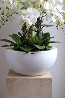 Fiberglass White Bowl, sztuczny storczyk w białej donicy