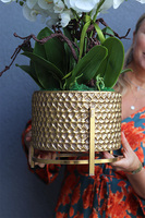 Goldenario Medium 2, biały storczyk w złotej donicy