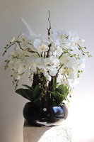 Japania Black Piano, storczyk w czarnej donicy