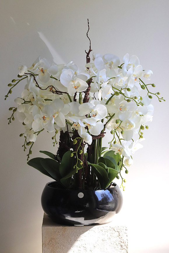 Japania Black Piano, storczyk w czarnej donicy