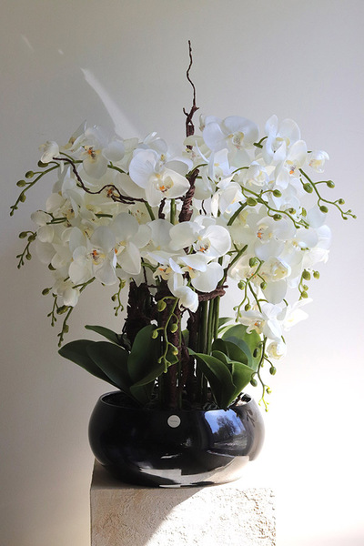 Japania Black Piano, storczyk w czarnej donicy