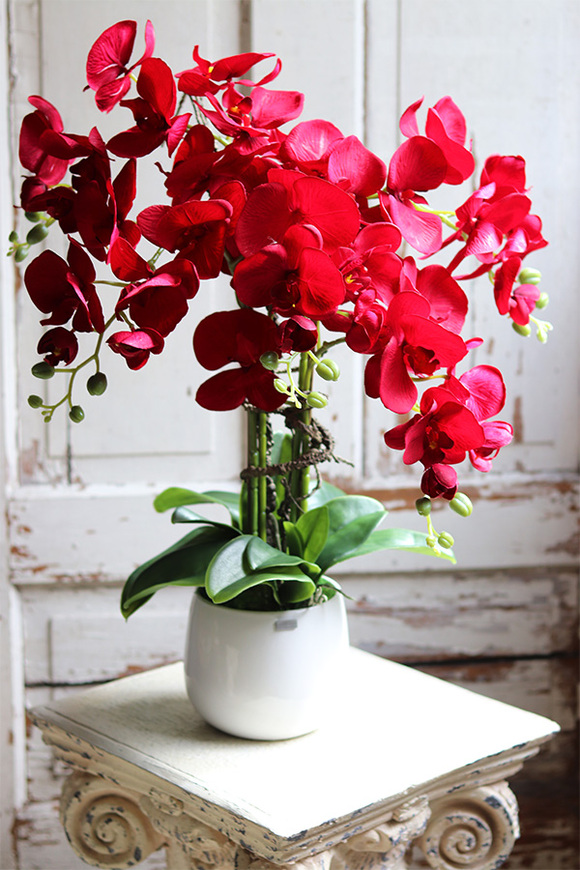 Red Fenice 2, karminowy storczyk w białej donicy, wys.62cm