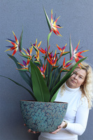 Strelicja Renocera Turkus, egzotyczna kompozycja w donicy