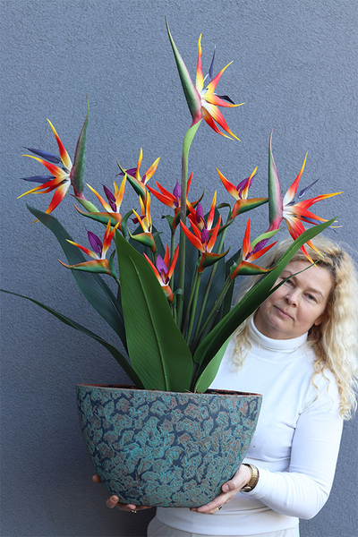 Strelicja Renocera Turkus, egzotyczna kompozycja w donicy