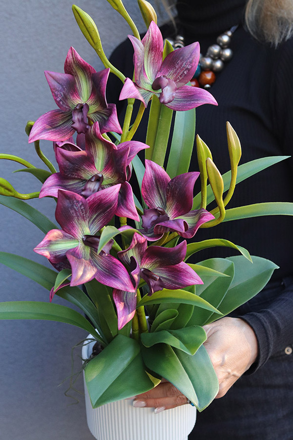 Cherry Diana, gumowy storczyk w donicy