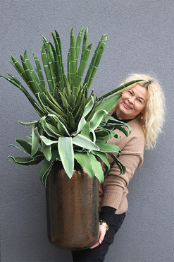 Cactina Tergo, zielona kompozycja z sansewierią w wazonie, wys.114cm