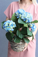 hortensja w wiszącym koszyku, Provenere Blue