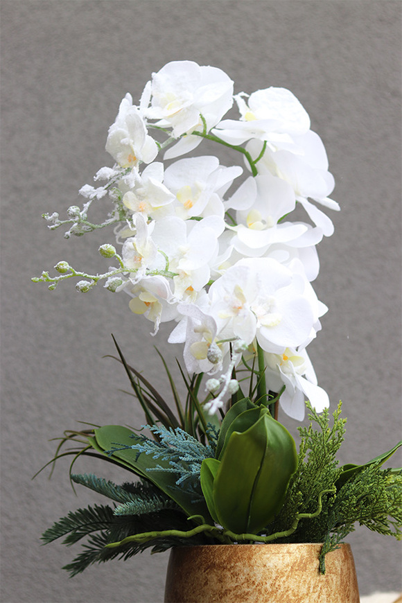 White Snow Oliver, elegancki storczyk zimowy	