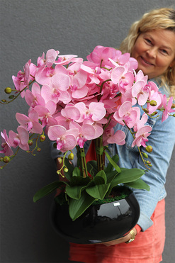 Pudrove Piano, różowy storczyk w czarnej misie, wys.60cm