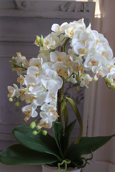 Villano Akima II, storczyk w białym wazonie, wys.60cm